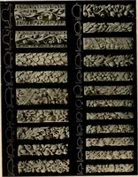 An illustration from The general catalogue of Jacobson & co (1915)