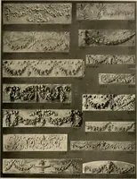 An illustration from The general catalogue of Jacobson & co (1915)