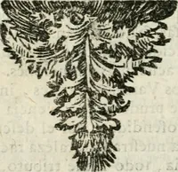 An illustration from Govierno general, moral, y politico. Hallado en las fieras y animales sylvestres. Sacado de sus naturales virtudes, y propiedades. Con particular table para sermones varios de tiempo y de santos (1696)