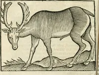An illustration from Govierno general, moral, y politico. Hallado en las fieras y animales sylvestres. Sacado de sus naturales virtudes, y propiedades. Con particular table para sermones varios de tiempo y de santos (1696)