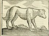 An illustration from Govierno general, moral, y politico. Hallado en las fieras y animales sylvestres. Sacado de sus naturales virtudes, y propiedades. Con particular table para sermones varios de tiempo y de santos (1696)