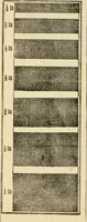 An illustration from General price list. (1904)