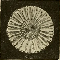 An illustration from General price list. (1904)