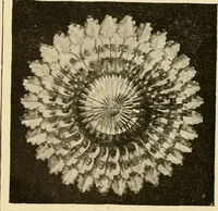 An illustration from General price list. (1904)