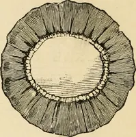 An illustration from General price list. (1904)