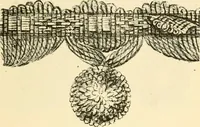 An illustration from General price list. (1904)