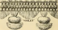 An illustration from General price list. (1904)