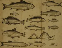 An illustration from The gentleman's recreation : in four parts, viz. hunting, hawking, fowling, fishing ; wherein these generous exercises are largely treated of, and the terms of art for hunting and hawking more amply enlarged than heretofore ; whereto is prefixt a large sculpture, giving easie directions for blowing the horn and other sculptures inserted proper to each recreation, with an abstract at the end of each subject of such laws as relate to the same (1686)