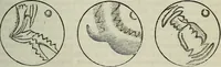 Picture 13 of 22 from The geography of the heavens, and class book of astronomy: (1849), leaf 229