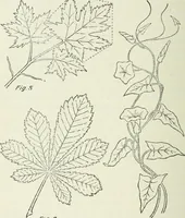 An illustration from Geometrical drawing, projection drawing, freehand and ornamental drawing, wash work and brush drawing, elementary perspective drawing, architectural drawing (1921)