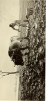 An illustration from George A. Hearn gift to the Metropolitan Museum of Art in the city of New York and Arthur Hoppock Hearn memorial fund (1913)