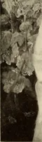 Picture 21 of 137 from George A. Hearn gift to the Metropolitan Museum of Art in the city of New York and Arthur Hoppock Hearn memorial fund (1913), leaf 62