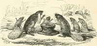 An illustration from George Cruikshank's Table-book (1845)