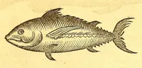 An illustration from Georgii Marcgravii de Liebstad, Tractatus topographicus & meteorologicus Brasiliæ, : cum eclipsi solari; : quibus additi sunt illius & aliorum commentarii de Brasiliensium & Chilensium indole & lingua (1658)