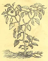 An illustration from Georgii Marcgravii de Liebstad, Tractatus topographicus & meteorologicus Brasiliæ, : cum eclipsi solari; : quibus additi sunt illius & aliorum commentarii de Brasiliensium & Chilensium indole & lingua (1658)