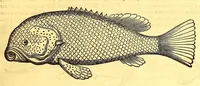 An illustration from Georgii Marcgravii de Liebstad, Tractatus topographicus & meteorologicus Brasiliæ, : cum eclipsi solari; : quibus additi sunt illius & aliorum commentarii de Brasiliensium & Chilensium indole & lingua (1658)