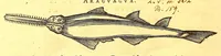 An illustration from Georgii Marcgravii de Liebstad, Tractatus topographicus & meteorologicus Brasiliæ, : cum eclipsi solari; : quibus additi sunt illius & aliorum commentarii de Brasiliensium & Chilensium indole & lingua (1658)