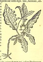 An illustration from Georgi Marcgravi de Liebstad, misnici Germani, Historiæ rerum naturalium Brasiliæ, libri octo ... : Cum appendice de Tapuyis, et Chilensibus. (1648)