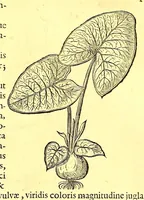 An illustration from Georgi Marcgravi de Liebstad, misnici Germani, Historiæ rerum naturalium Brasiliæ, libri octo ... : Cum appendice de Tapuyis, et Chilensibus. (1648)