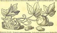 Picture 14 of 42 from Georgi Marcgravi de Liebstad, misnici Germani, Historiæ rerum naturalium Brasiliæ, libri octo ... : Cum appendice de Tapuyis, et Chilensibus. (1648), leaf 194