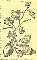 An illustration from Georgi Marcgravi de Liebstad, misnici Germani, Historiæ rerum naturalium Brasiliæ, libri octo ... : Cum appendice de Tapuyis, et Chilensibus. (1648)