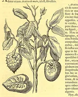 An illustration from Georgi Marcgravi de Liebstad, misnici Germani, Historiæ rerum naturalium Brasiliæ, libri octo ... : Cum appendice de Tapuyis, et Chilensibus. (1648)