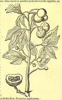 An illustration from Georgi Marcgravi de Liebstad, misnici Germani, Historiæ rerum naturalium Brasiliæ, libri octo ... : Cum appendice de Tapuyis, et Chilensibus. (1648)