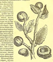 An illustration from Georgi Marcgravi de Liebstad, misnici Germani, Historiæ rerum naturalium Brasiliæ, libri octo ... : Cum appendice de Tapuyis, et Chilensibus. (1648)