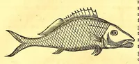 An illustration from Georgi Marcgravi de Liebstad, misnici Germani, Historiæ rerum naturalium Brasiliæ, libri octo ... : Cum appendice de Tapuyis, et Chilensibus. (1648)