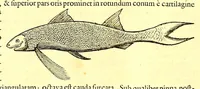 An illustration from Georgi Marcgravi de Liebstad, misnici Germani, Historiæ rerum naturalium Brasiliæ, libri octo ... : Cum appendice de Tapuyis, et Chilensibus. (1648)