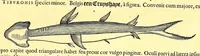 An illustration from Georgi Marcgravi de Liebstad, misnici Germani, Historiæ rerum naturalium Brasiliæ, libri octo ... : Cum appendice de Tapuyis, et Chilensibus. (1648)