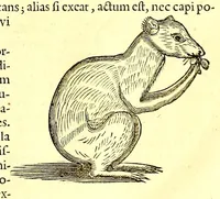 An illustration from Georgi Marcgravi de Liebstad, misnici Germani, Historiæ rerum naturalium Brasiliæ, libri octo ... : Cum appendice de Tapuyis, et Chilensibus. (1648)