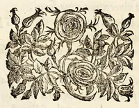 Picture 8 of 33 from Germani Audeberti Aurelii Venetiae (1583), leaf 14