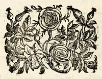 Picture 29 of 33 from Germani Audeberti Aurelii Venetiae (1583), leaf 188