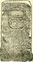 An illustration from The German sectarians of Pennsylvania : a critical and legendary history of the Ephrata Cloister and the Dunkers (1899)