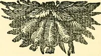An illustration from The German sectarians of Pennsylvania : a critical and legendary history of the Ephrata Cloister and the Dunkers (1899)