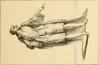 An illustration from Geschichte des Kostüms (1905)