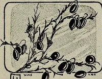 Picture 12 of 48 from Gift card designing (1922), leaf 19