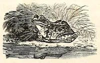 An illustration from The girl's own book (1833)