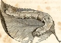An illustration from The girl's own book (1833)