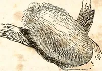 An illustration from The girl's own book (1833)