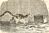 Picture 94 of 97 from The girl's own book (1833), leaf 260