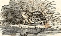 An illustration from The girl's own book (1833)