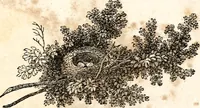 Picture 16 of 97 from The girl's own book (1833), leaf 52
