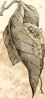 Picture 17 of 97 from The girl's own book (1833), leaf 53