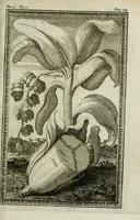 Picture 6 of 16 from Giro del mondo del dottor d. Gio. Francesco Gemelli Careri (1699), leaf 131
