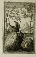 Picture 8 of 16 from Giro del mondo del dottor d. Gio. Francesco Gemelli Careri (1699), leaf 138