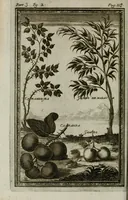 Picture 9 of 16 from Giro del mondo del dottor d. Gio. Francesco Gemelli Careri (1699), leaf 146