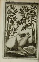 An illustration from Giro del mondo del dottor d. Gio. Francesco Gemelli Careri (1699)