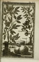 Picture 11 of 16 from Giro del mondo del dottor d. Gio. Francesco Gemelli Careri (1699), leaf 157